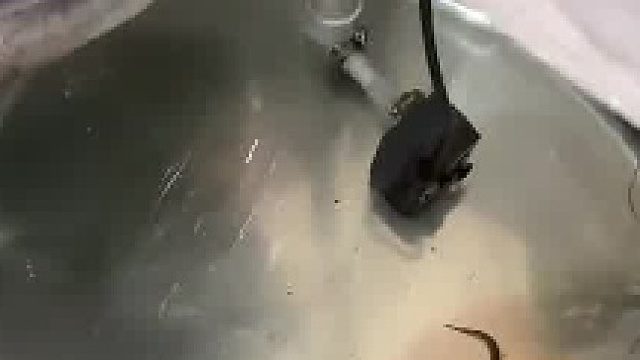 这黑鱼不讲武德