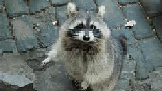 小浣熊：明明可以直接要吃的，还非要走个流程