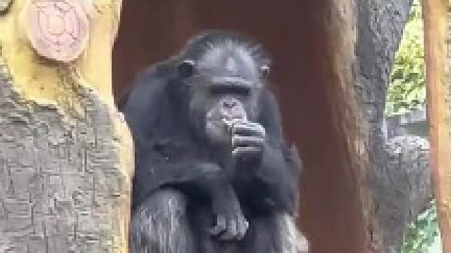 丢那星，多戳鱼！