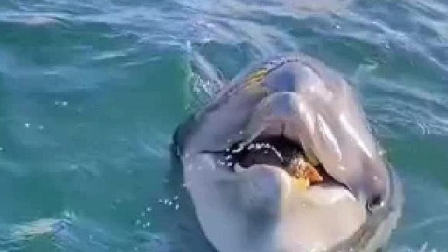 海豚叼来一个海参，想跟人类交换好吃的，网友：就只给几个冰块啊
