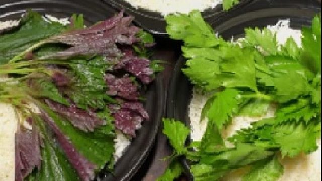 今天这么素，你们会怎么选？