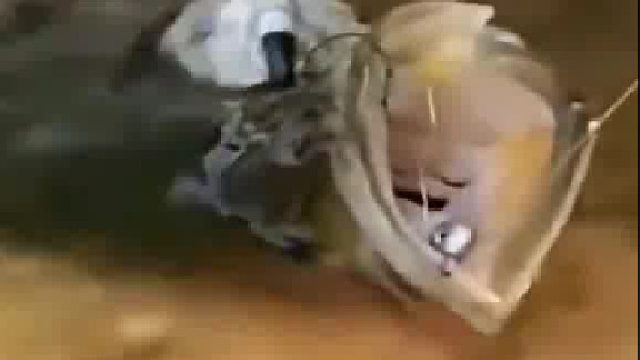 好不容易钓到的，它居然跟我抢！