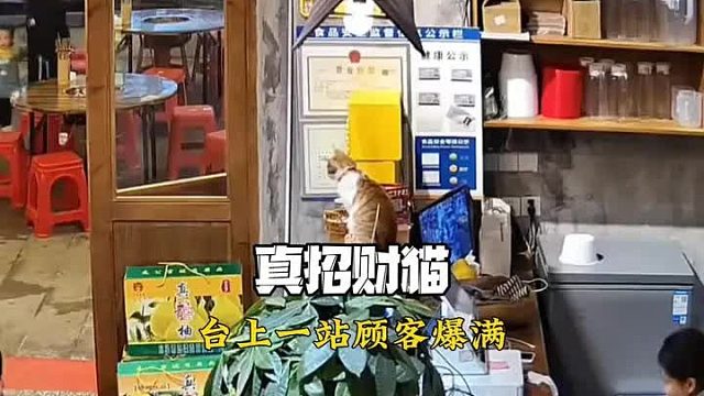 流浪猫成火锅店财shen，网友：这福气能借吗？