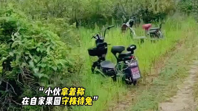 顺手牵羊vs守株待兔