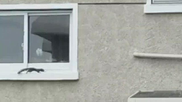 两只松鼠飞檐走壁