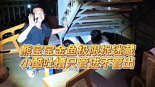 【集夢(mèng)小小小酷哥】熊寶寶金魚極限捉迷藏，小酷吐槽只管進(jìn)不管出