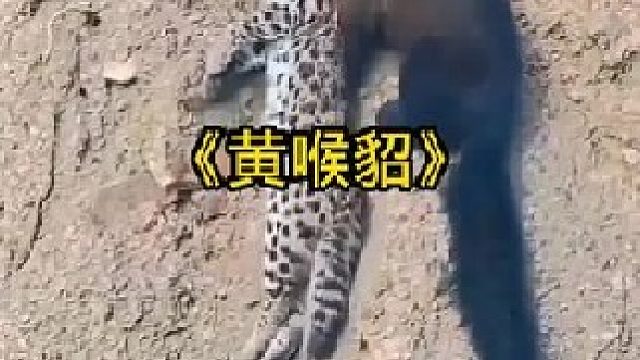 黄喉貂是绝对是动物界被我们忽略的狠角色