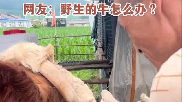 牛角长到肉里看着就疼，主人用线锯帮忙锯断