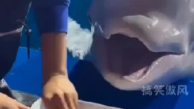 饲养员喂海豚，吃回扣扣的有点多，海豚一个动作教他做人！