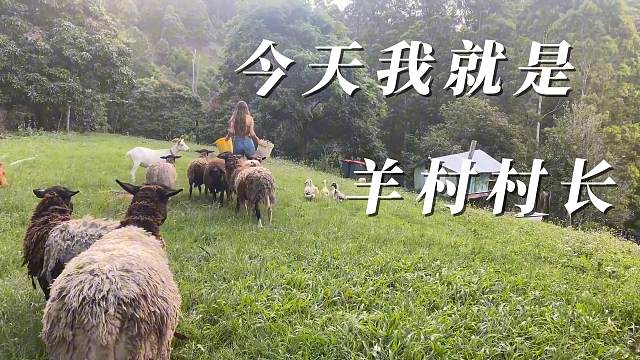 今天我就是羊村村长