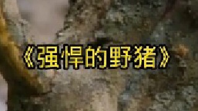 野猪到底有多厉害