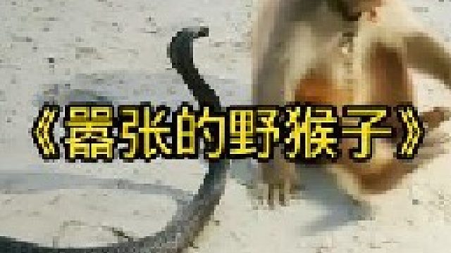 猴子太嚣张了，路过的眼镜蛇都要被它玩两下