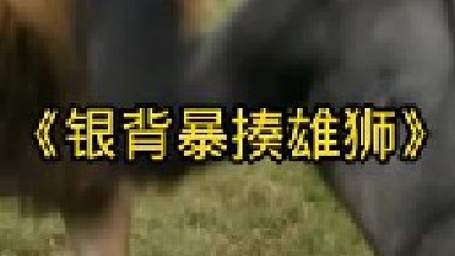 银背大猩猩的实力太强了