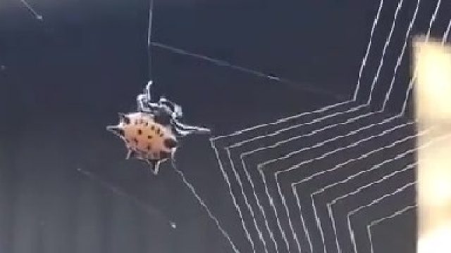 蜘蛛：我的眼睛就是尺