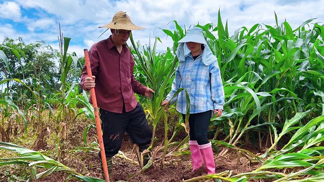 一场暴雨过后，夫妻玉米地干活，这一幕让人心酸！