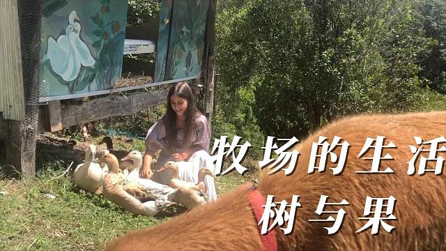 在澳大利亚牧场的一天