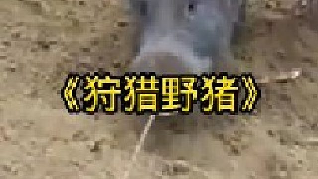 抓捕祸害庄稼的野猪