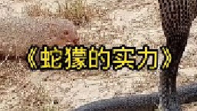 蛇獴的实力有多强，眼镜蛇都不是它的对手