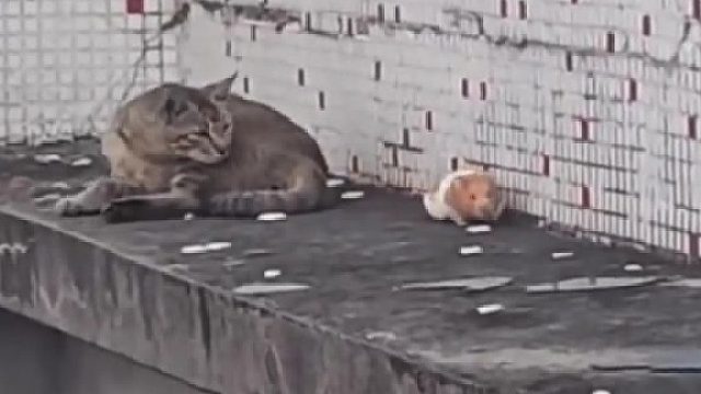 猫说：这是什么东西？老鼠又出新皮肤了？