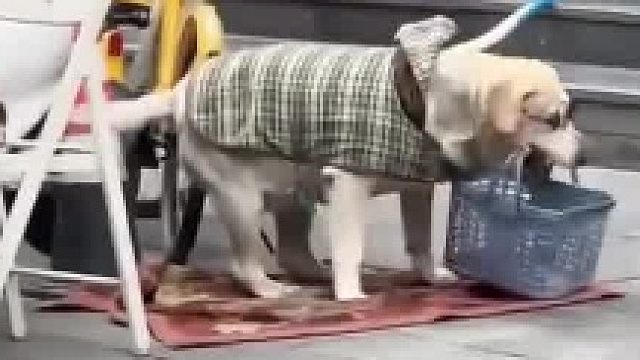 狗狗帮主人卖香焦