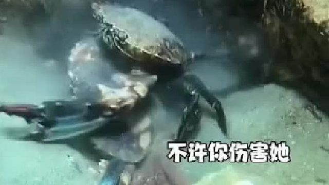 万物皆有灵，螃蟹：放开她，不许你伤害她