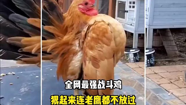 全网最强战斗鸡，狠起来连老鹰都不放过
