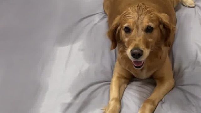 当狗子把空调按成了制热模式…