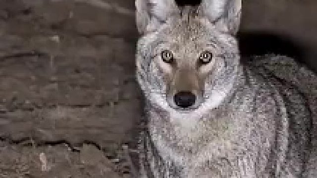 国外野狼泛滥，农场主开启夜间狙击模式