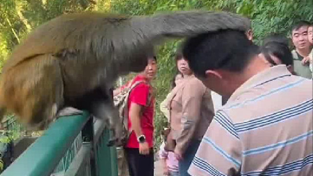 游客挑逗猴子被反问服不服？