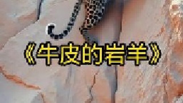 岩羊太牛了，居然能在悬崖上奔跑跳跃