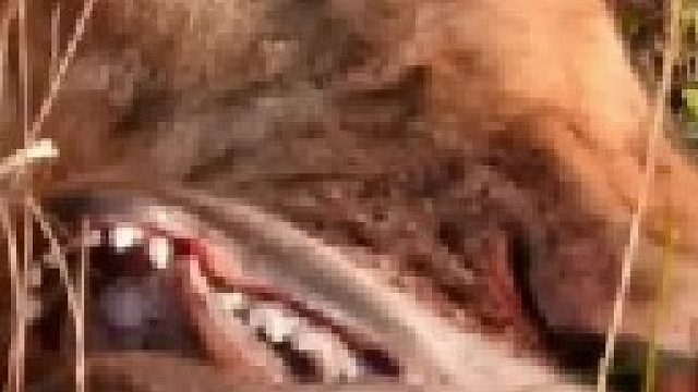 霸气的雄狮报复鬣狗，直接将鬣狗的驱动进行改造