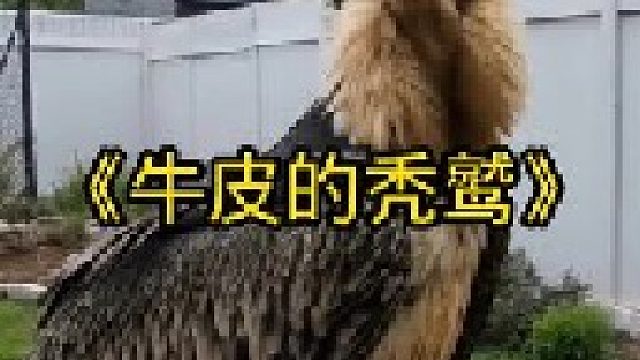 秃鹫绝对是被忽略的一个狠角色