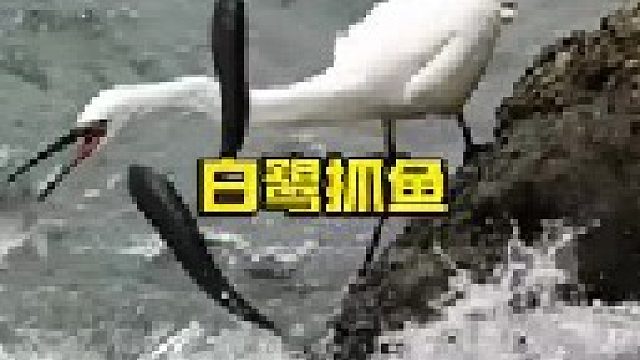 白鹭在岩石上等待鱼儿上钩