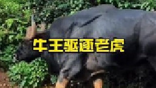 白肢野牛叫嚣要与老虎一决高下