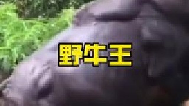 白肢野牛王叫嚣老虎