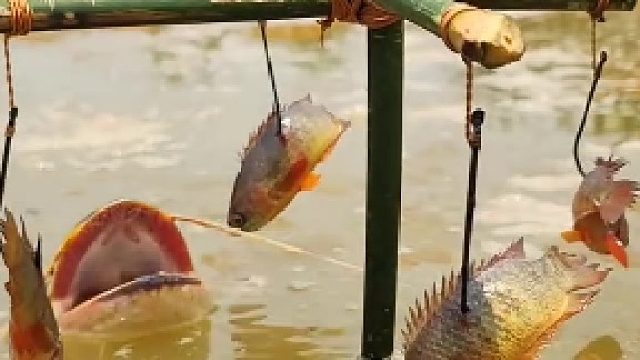 钓鱼佬的新玩意﻿