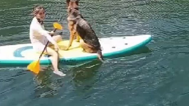 看看狗界游泳扛把子选手的表演