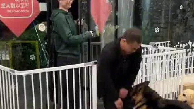 主人故意跟德牧分开，德牧害怕的像个幼儿园小朋友，边牧：你妈妈不要你咯