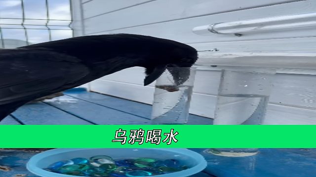 乌鸦喝水