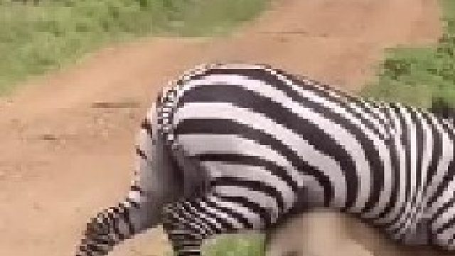 斑马与狮子的终极对抗