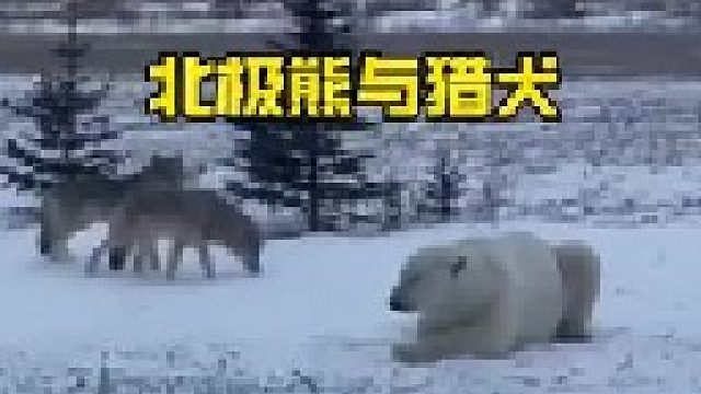 北极熊与猎犬的较量