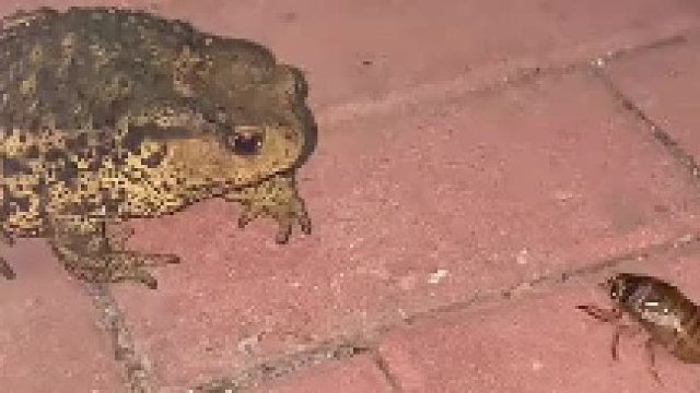 本来想逗逗这大蛤蟆，结果这货给我金蝉吃了