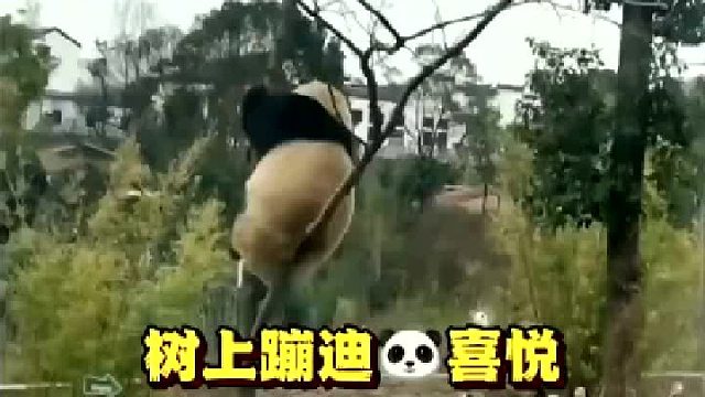 胖达欲登枝献艺，奈何枝干纤弱，摇摇欲坠险象生！