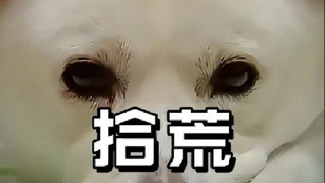 12岁狗狗陪伴奶奶捡废品，不离不弃照顾老人整整十年