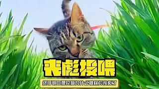 貍花貓為什么被稱為喪彪了