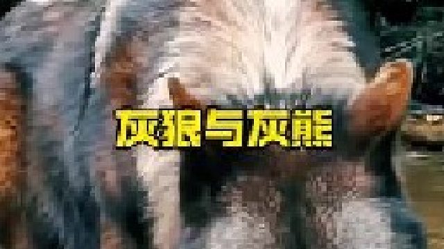 北美灰狼外出狩猎与灰熊