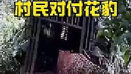 布下陷阱捉拿進(jìn)村的花豹