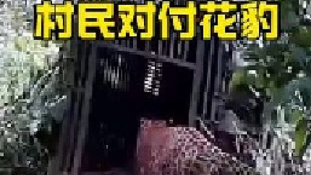 布下陷阱捉拿进村的花豹