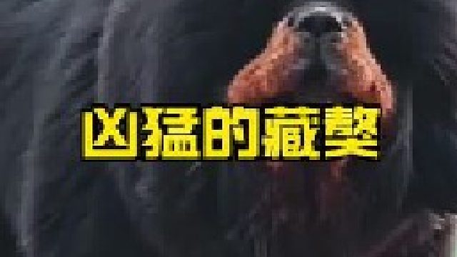 藏獒强悍的实力