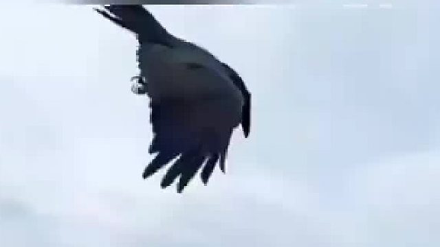 乌鸦想引诱边牧跳楼，乌鸦和边牧到底谁更聪明？